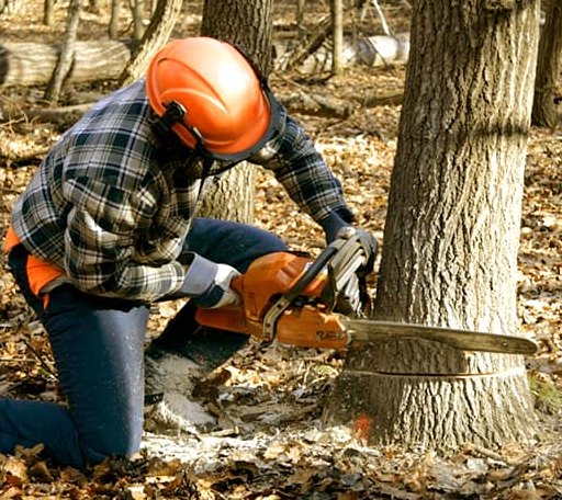 Tree Removal in Laurel, MS
